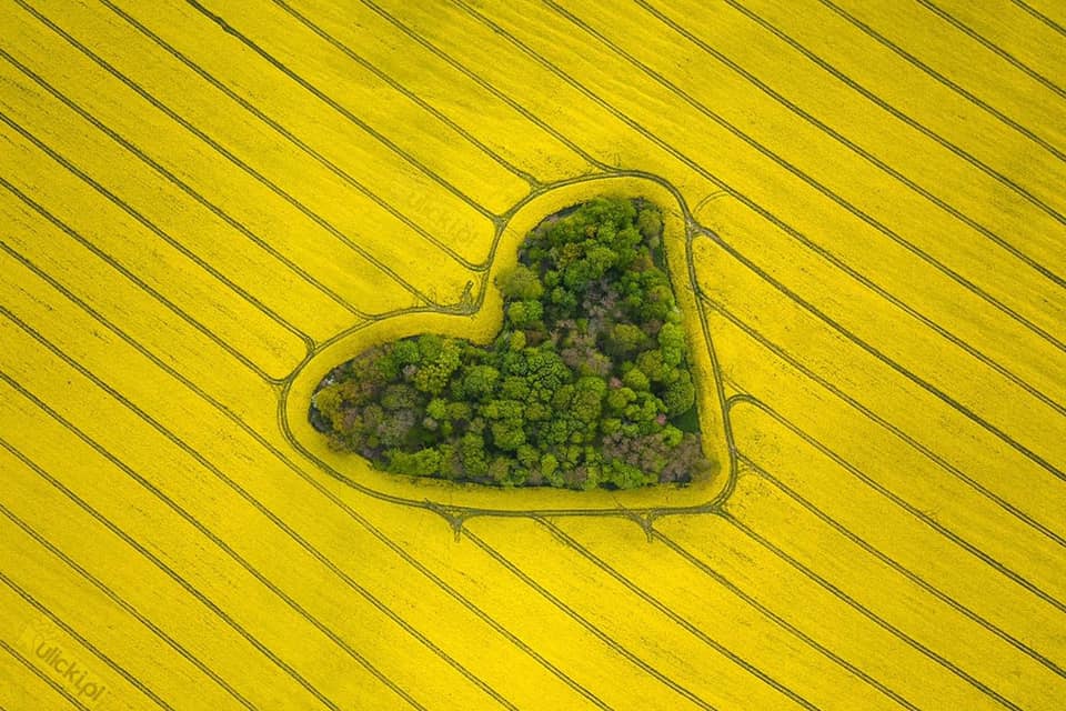 travel2poland's tweet photo. 💛From #Poland with love 💛
Au mois de mai, les champs de colza sont en fleurs 🌼
En voici un très beau capturé à 20 km de la ville de #Wrocław.
#seeyousoon #Polandwillwait #polandtravel
📸@ulickiPL https://t.co/TGcoPQhJd0