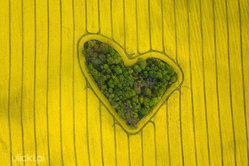 travel2poland's tweet photo. 💛From #Poland with love 💛
Au mois de mai, les champs de colza sont en fleurs 🌼
En voici un très beau capturé à 20 km de la ville de #Wrocław.
#seeyousoon #Polandwillwait #polandtravel
📸@ulickiPL https://t.co/TGcoPQhJd0
