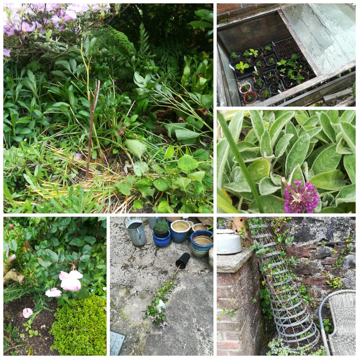 grainnejakobson's tweet image. Boo hoo here's my #sixonsaturday wild winds have flattened lots of plants &amp;amp; broken structures #gardening #joysofgardening #cumbria #weather &amp;amp; its not finished yet
