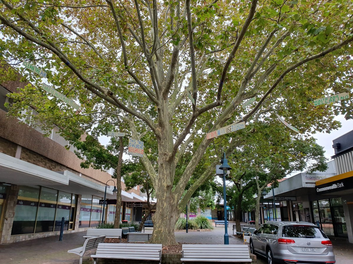 Here's a pretty good plane tree soon to be felled for redevelopment in the Pearson Street Mall, Charlestown, NSW. Protestors put signs in it reminding people of the benefits trees provide. We now know how to value trees, isn't it time councils started to use that knowledge?
