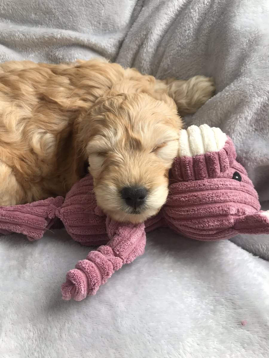 isabeleannetta1's tweet photo. Everyone meet this lil angel❣️ https://t.co/QzZ2zZgoth