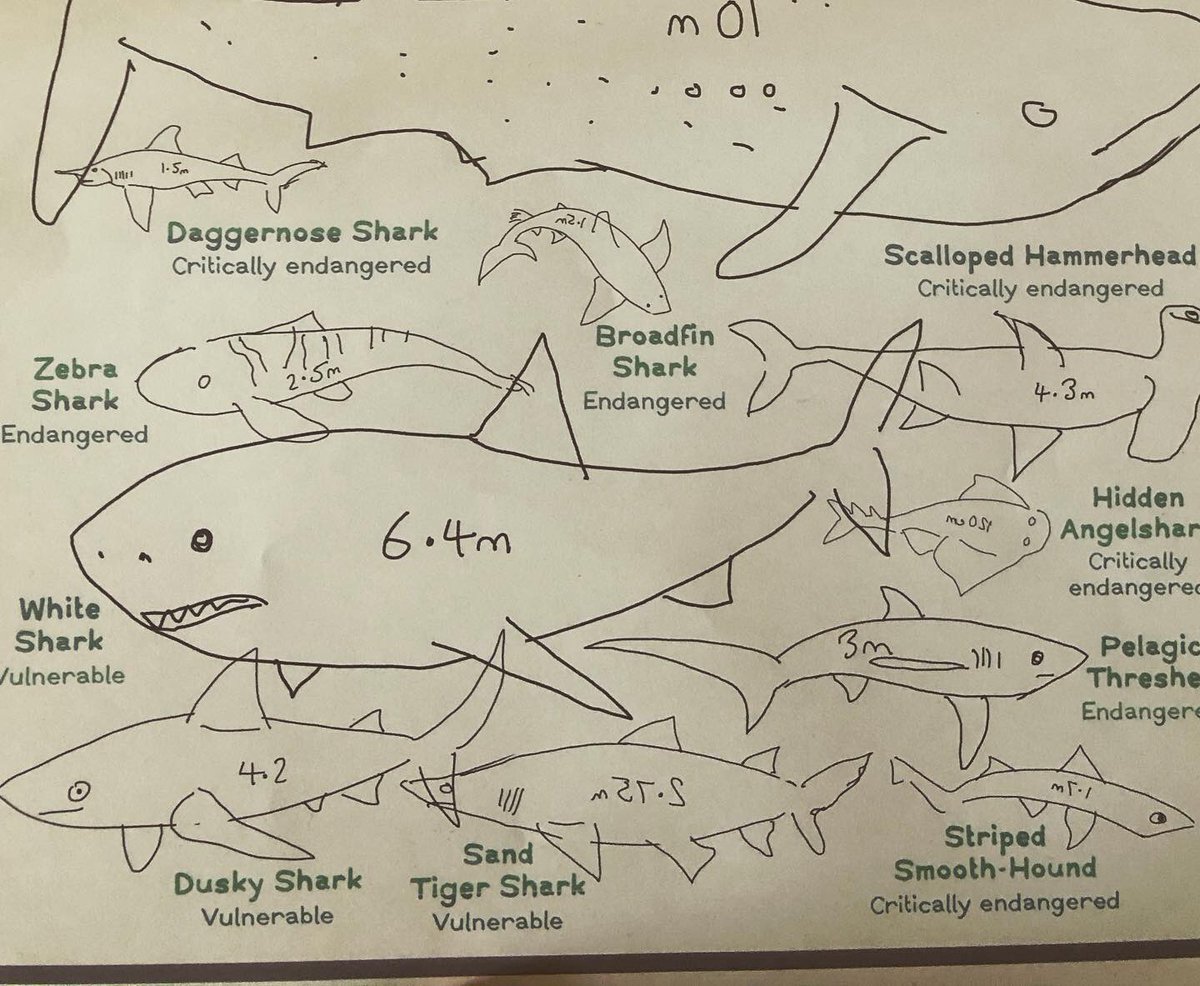 🦈 Drawing big bitey things for next month’s <a href="/EcoKidsPlanet/">Eco Kids Planet Magazine</a> :) #fish #sharks #endangeredspecies 
#ecokids #ecokidsplanet #kidsmagazine #ink #dippenandink #photoshop