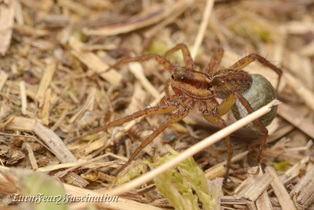 Finally, nigriceps is derived from two Latin words "niger" meaning "black" and "cep" meaning head. So Pardosa nigriceps is literally a black headed panther wolf spider 