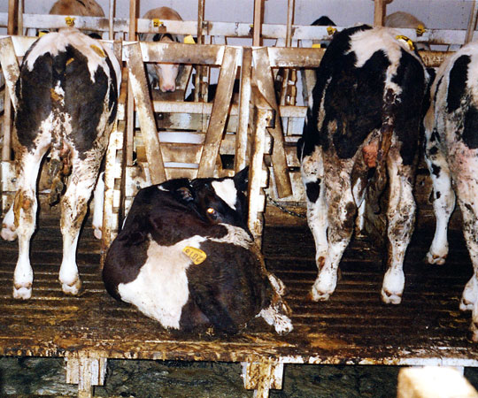 Animals are,crammed together on crowded, faeces-ridden farmstransported in filthy lorriesslaughtered on killing floors soaked with blood, urine, & other bodily fluidsPathogens flourish in such conditions. We're responsible for this cruelty to satisfy our taste buds 
