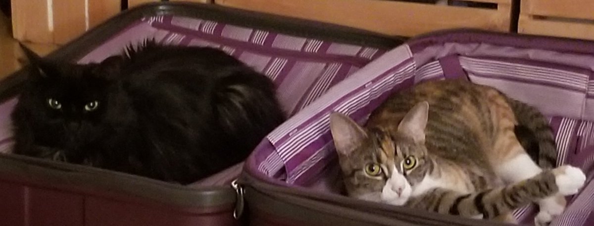 AliciaBeth70's tweet photo. #Bonita and #Dottie #SuperCatSaturday @AmyFreeze7 https://t.co/fkoOKOgMM0