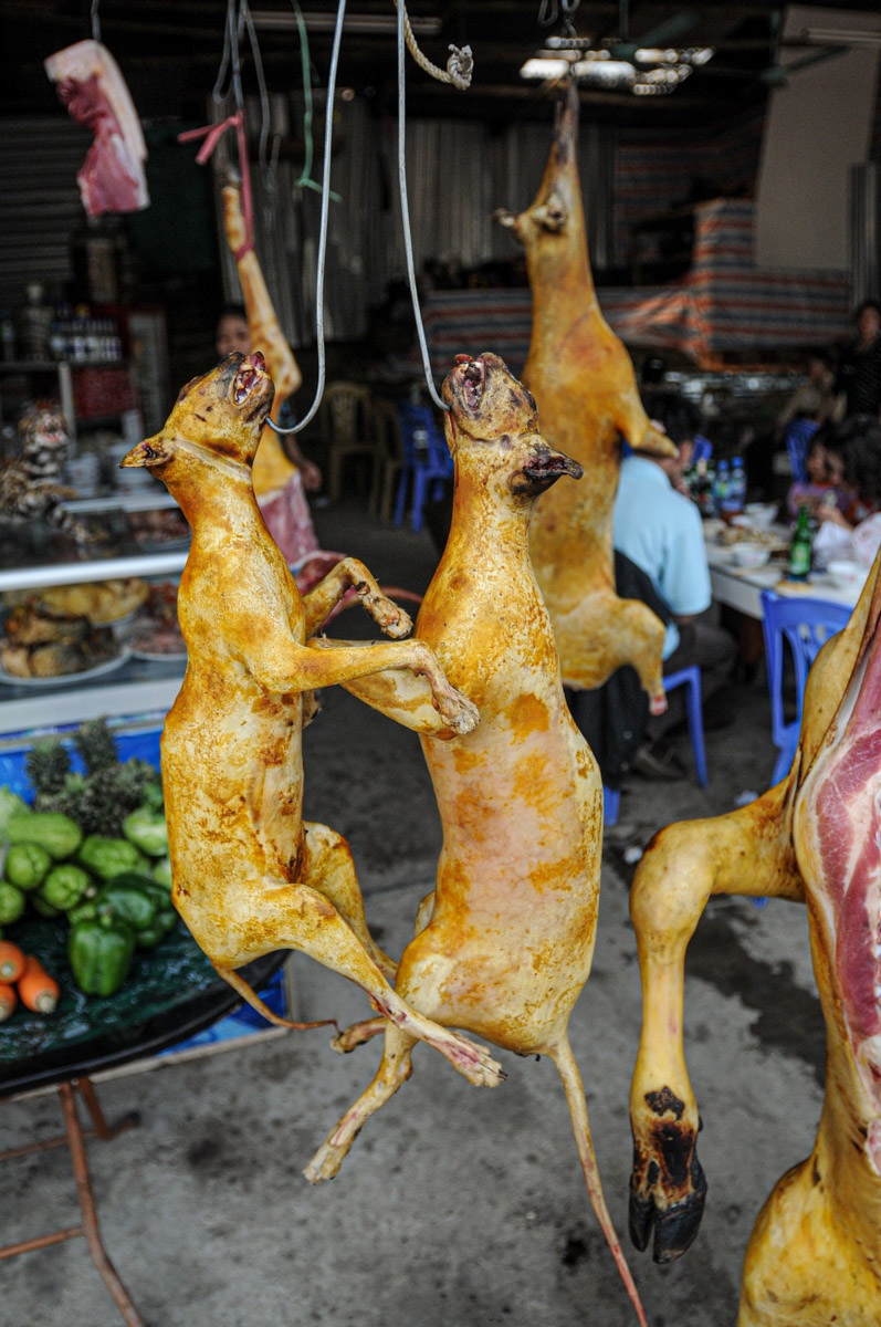9. Prevent Outbreak of PandemicsMost pandemics originate in animals. The COVID-19 outbreak, for instance, is believed to have originated in a Chinese "wet market" that sold sea animals, live birds, and exotic animals for human consumption. @parantapah @mariawirth1
