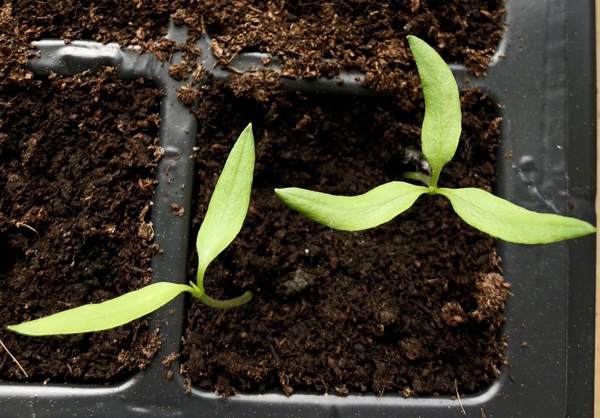 It’s my lucky day. I have a three-cotyledon pepper seedling (1/40)(pleiocotyly)! 
Would that be similar to a 4-leaf clover? #geneticvariation #developmentalbiology