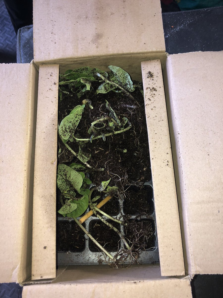 jonathanredshaw's tweet photo. @suttons_seeds 6 weeks to get this?? That’s pretty poor! https://t.co/ioql9Xp1Au