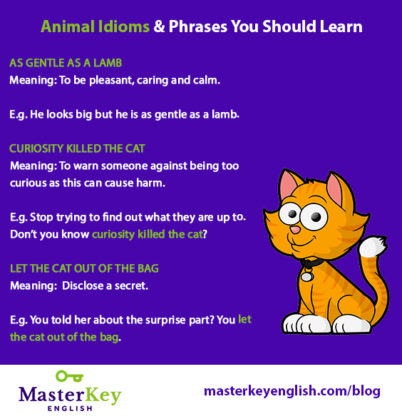 Animal Idioms about CATS and Their Meanings in English