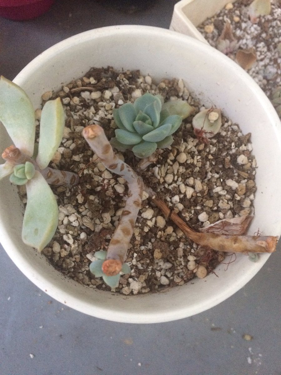 greenluvlife's tweet photo. 会社では植物育てるの上手だとか、根っこ出すの上手だとか言ってもらえるのだけど、私、白牡丹さん枯らしてるんですね。今回決意の多肉さんなのですが、枯れて数ヶ月。緑の残ってた子を切って一縷の望みで植えたら……枯れた子が子吹いてくれました。 https://t.co/QoNP6VD8zW