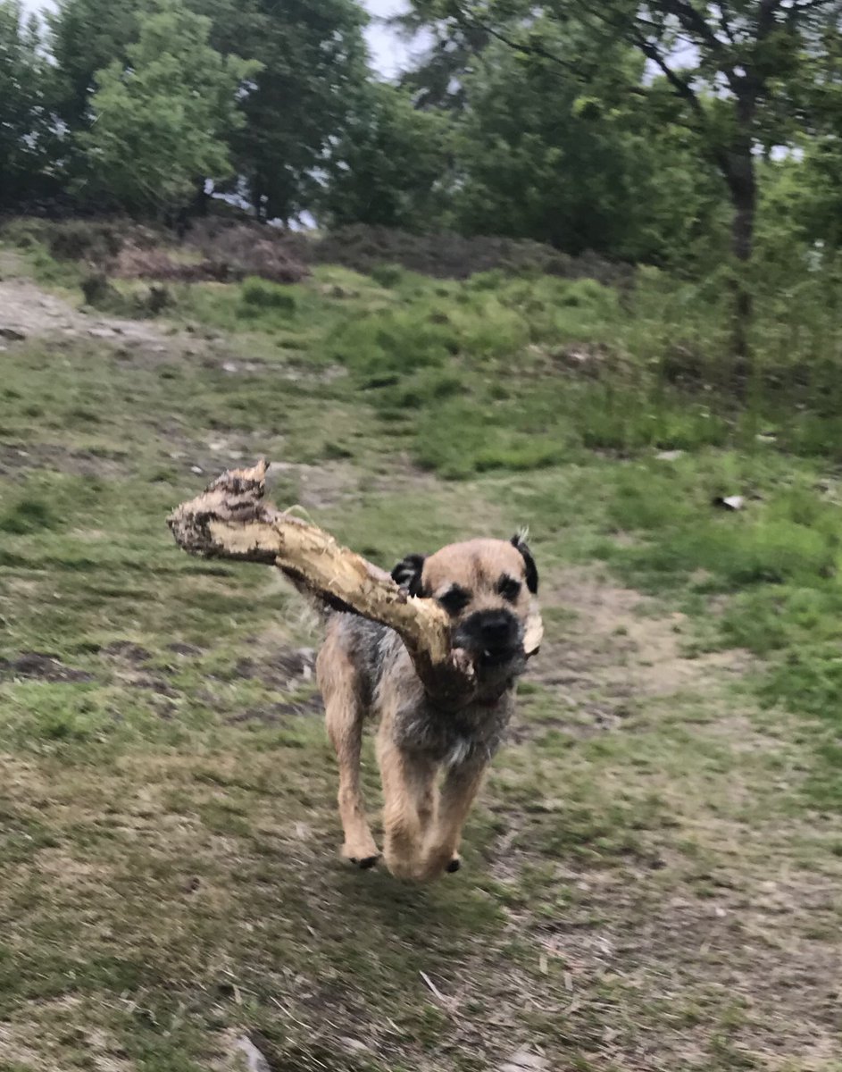 Today’s stick!  But I could run with it #borderterrier #BTPosse #sillydog #walkfromhome #staysafe