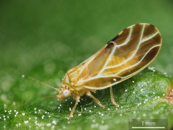 Popular Tweets Of Konajirami Ya 1 Whotwi Graphical Twitter Analysis