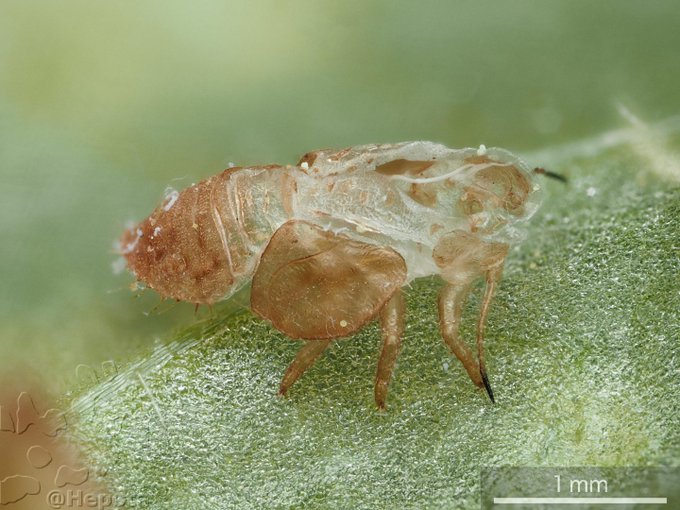 Popular Tweets Of Konajirami Ya 1 Whotwi Graphical Twitter Analysis