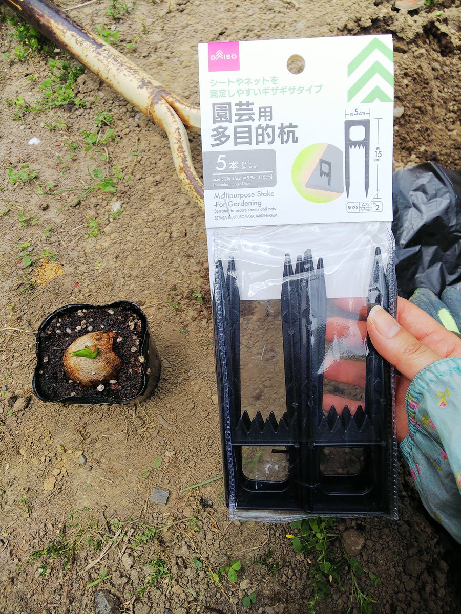 信州発 家庭菜園 Q S Natural Garden 芽出しの 里芋 勢いで買ってみて 少し生長してきたので 勢いで定植してみた 笑 土寄せとかあるらしいので100均の杭をマルチに留め めくれるように 初栽培 成功したらラッキー くらいの気持ちで 信州発 家庭菜園 Q S Natural Garden 芽出しの 里芋 勢いで買ってみて 少し生長してきたので 勢いで定植してみた 笑 土寄せとかあるらしいので100均の杭をマルチに留め めくれるように 初栽培 成功したらラッキー くらいの気持ちで