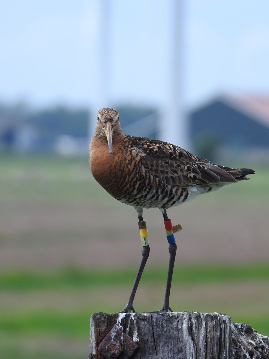 With legflag (RUG-scheme?), beyond having chicks, what is this black-tailed #godwit telling us? 
Do Uithoorn, Vinkeveen &amp; Amsterdam stand for 'UvA', or  rather #UvABiTS)? 
Celebrate fruitful joint research on flight altitudes? 
See: royalsocietypublishing.org/doi/full/10.10…
Photo A. Jansen, R. Bom