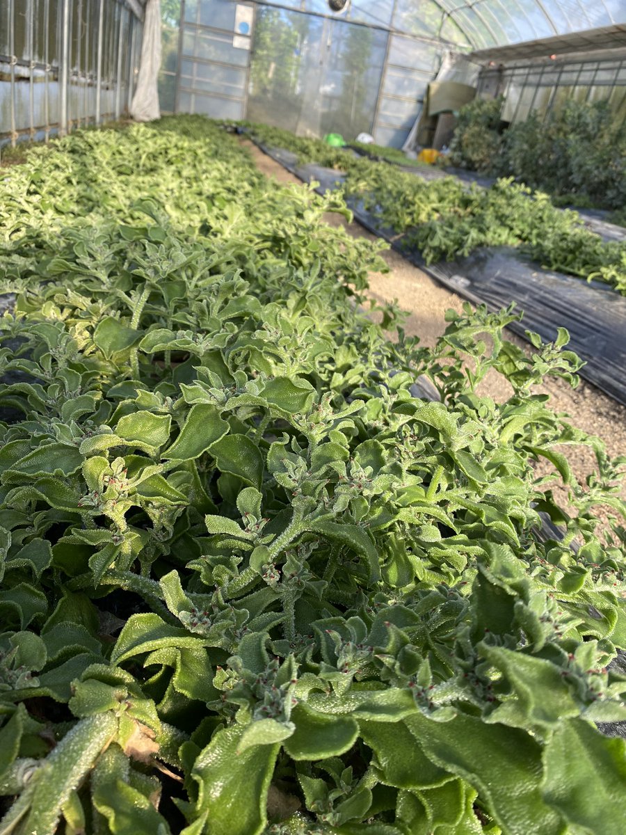 kimizukaFARM's tweet photo. 当園で半年以上のロングラン栽培をしているトマトとアイスプラント。

トマト🍅は葉も茎もだいぶ老化が進んでいます。
アイスプラントは当初あまり認知されず、辛抱強く出荷を続けて、ようやく今ではそこそこ手にしてもらえるようになった。

トマトとアイスプラントのサラダは相性抜群だよ😋 https://t.co/cmFDlv4lOa