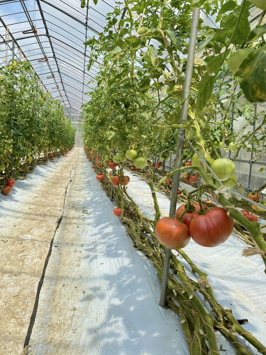 kimizukaFARM's tweet photo. 当園で半年以上のロングラン栽培をしているトマトとアイスプラント。

トマト🍅は葉も茎もだいぶ老化が進んでいます。
アイスプラントは当初あまり認知されず、辛抱強く出荷を続けて、ようやく今ではそこそこ手にしてもらえるようになった。

トマトとアイスプラントのサラダは相性抜群だよ😋 https://t.co/cmFDlv4lOa