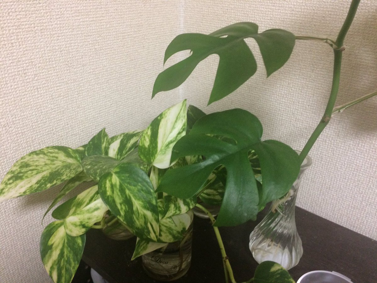 greenluvlife's tweet photo. 散髪したゴールデンさんとヒメさん、発根率ほぼ100％ですね。早い子は新芽もいてるなー https://t.co/qlL6AB0BYp