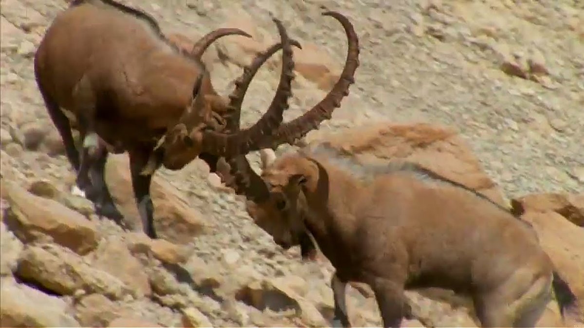 And guess what happens every year at the same time? Arabian Ibex goats start mating...The beginning of the Ibex goats elaborate mating rituals involving dancing and vicious fighting, was the signal that the rains are on their way...