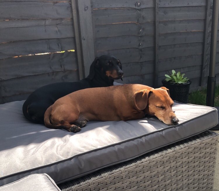 Reggie1808's tweet photo. @MiloTheDaxie Happy Birthday! 🥳Have a great day from the naughtiest Dachshunds Twitter has even know 😂 https://t.co/KDQkLf47ov
