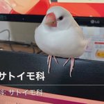 意外な判定？!撮影した花の名前が分かるアプリで文鳥を撮ってみた結果!