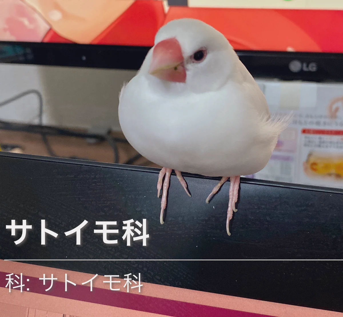 意外な判定？www撮影した花の名前が分かるアプリで文鳥を撮ってみた結果www