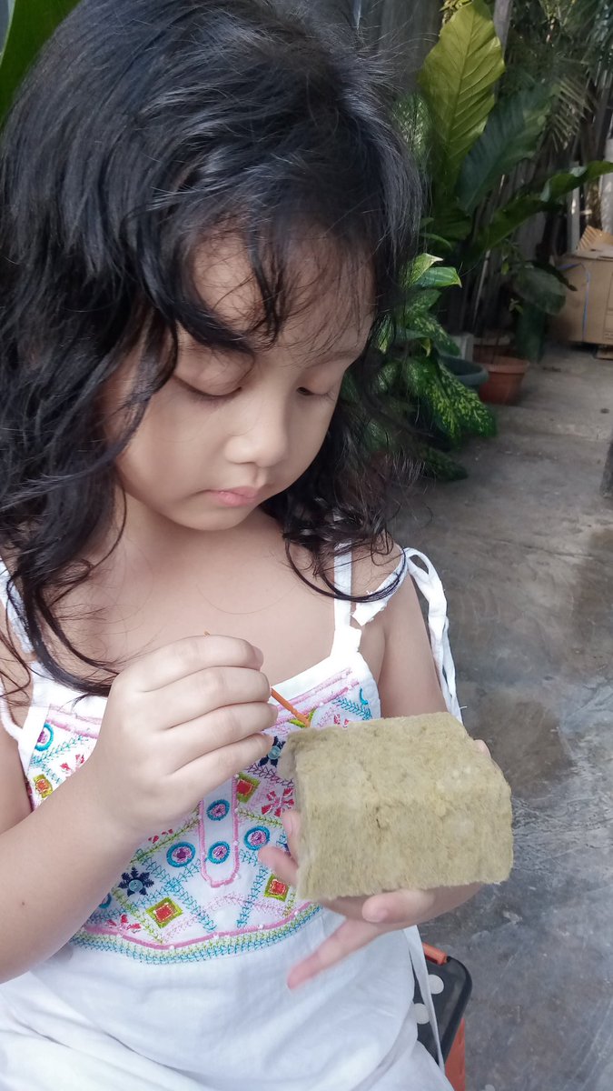lagilagiucup's tweet photo. seneng liat tuan puteri antusias diajak belajar berkebun..
#inhousefarming #urbanfarming https://t.co/oQiNTLZd3L