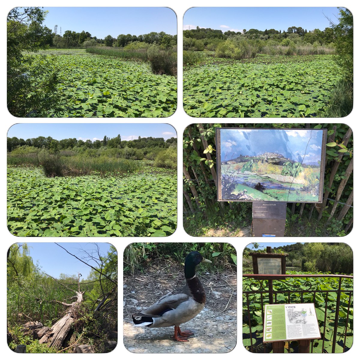 AssoRVPB's tweet photo. 📸#ReportagesDécouverte RVPB en Images depuis #Mougins :

Le Parc Naturel Départemental de la #Valmasque avec la #Biodiversité de l’étang de #Fontmerle 

Un ponton de 75m à travers la zone humide
Un observatoire de plain-pied et un sur pilotis

#CotedAzurFrance #AlpesMaritimes https://t.co/h5HQeahfBA