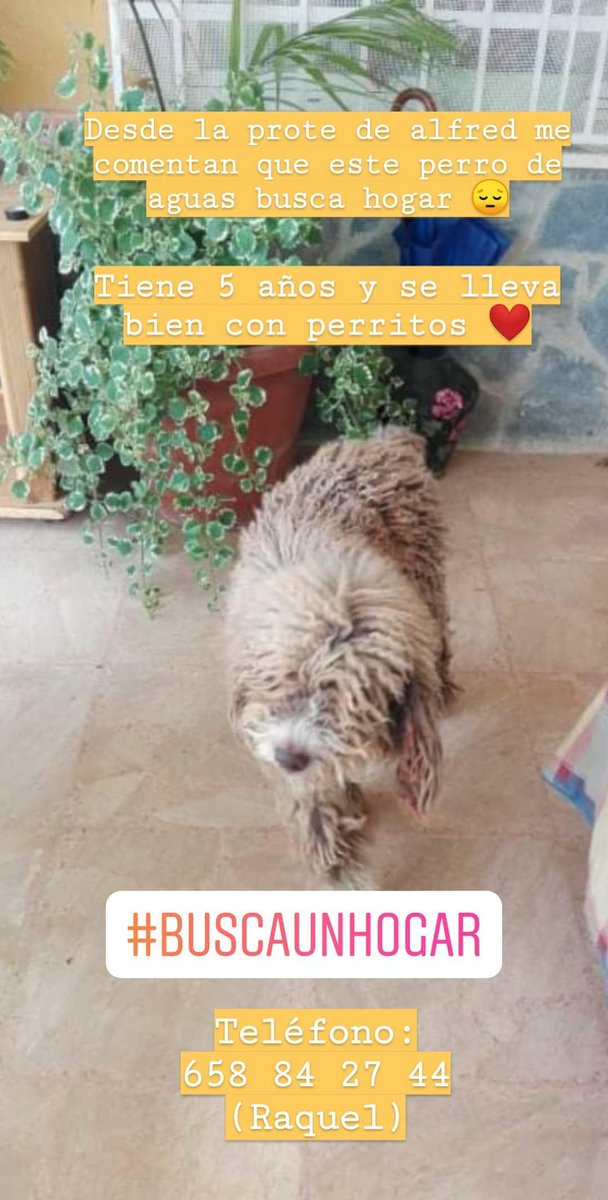 elrinconlowcost's tweet photo. #Buscounhogar #difusion #AdoptaNoCompres https://t.co/5NZgqSw659