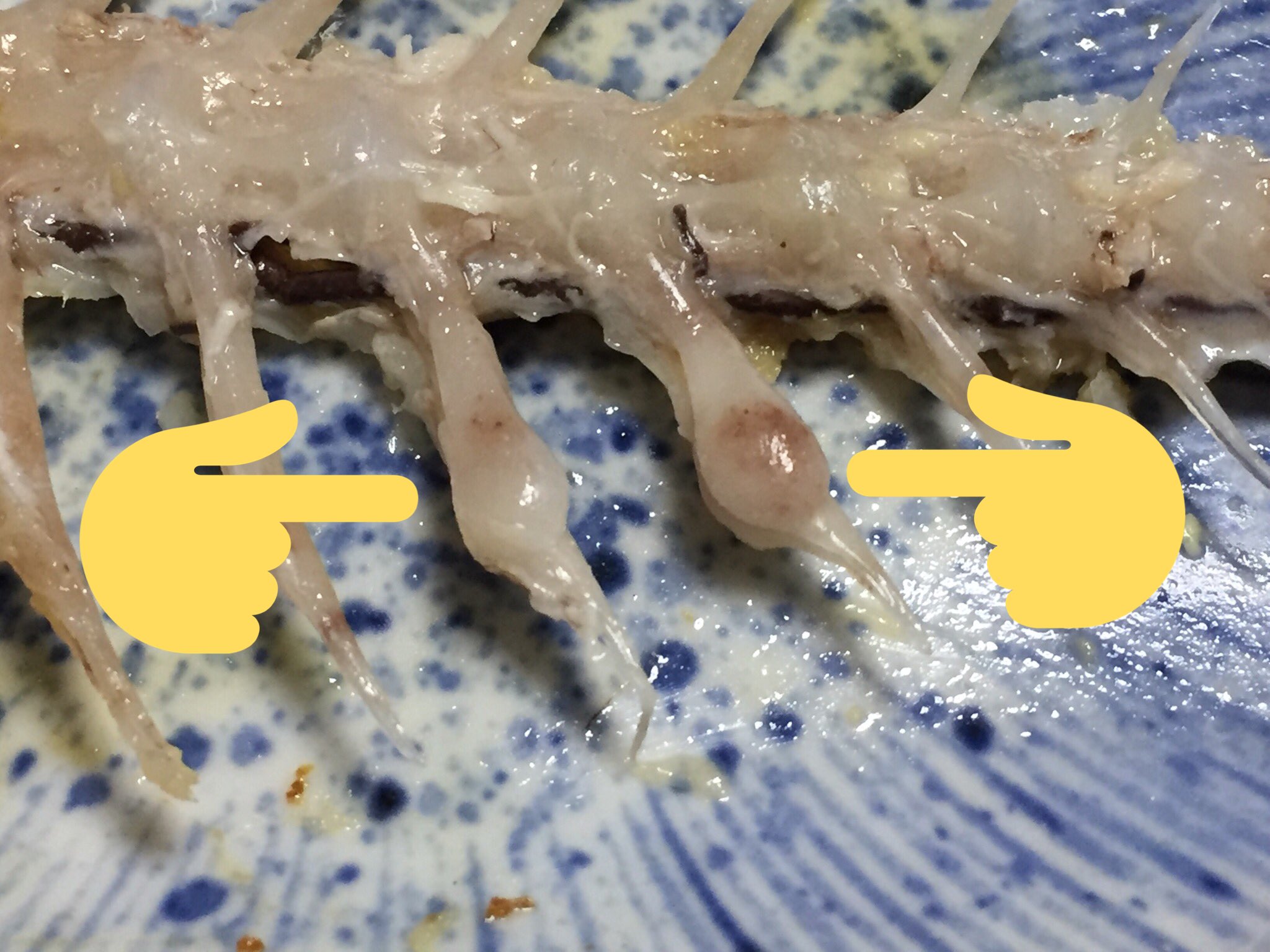 えすえす 鯛の骨に骨折跡のコブがありました これは荒波などで骨折するそうで 厳しい環境で育ったので身が引き締まって美味しい魚である証だと聞いたことがあります 勿論 筋肉質で美味しい魚でしたよ ご馳走さまで えすえす 鯛の骨に骨折跡のコブがありました これは荒波などで骨折するそうで 厳しい環境で育ったので身が引き締まって美味しい魚である証だと聞いたことがあります 勿論 筋肉質で美味しい魚でしたよ ご馳走さまで