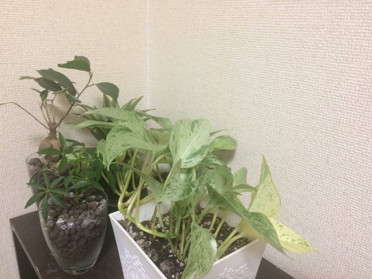 greenluvlife's tweet photo. マーブルクイーン様は避暑地🤗殆ど日が当たらないけど室内灯は届いてるね。 https://t.co/Q9mevFWgAZ