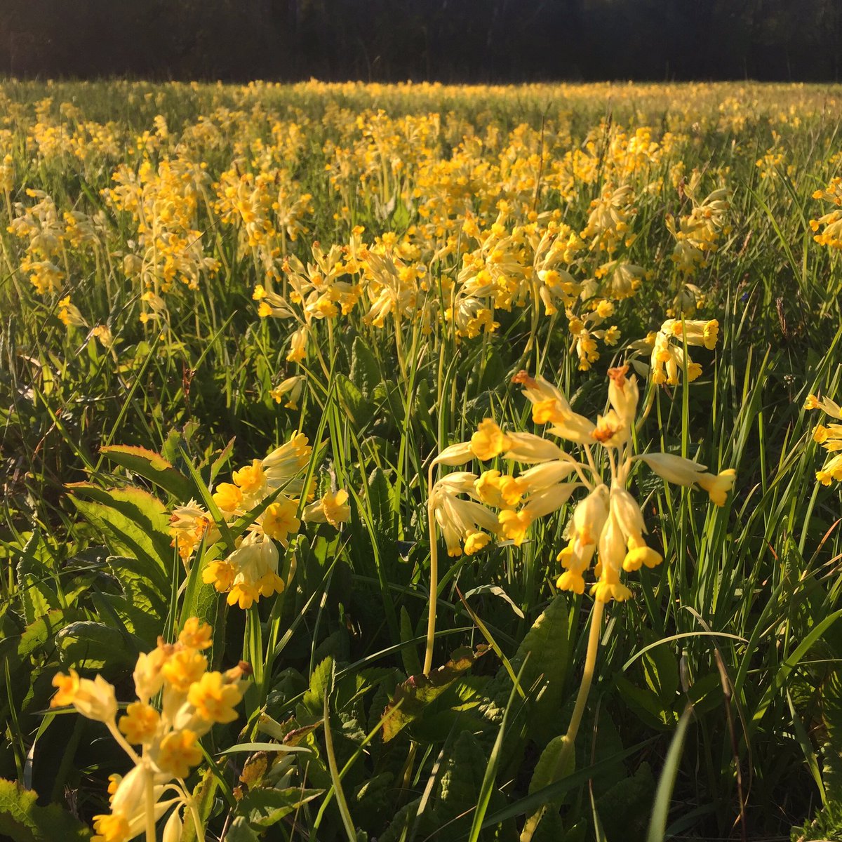 ZvaigznuAitas's tweet photo. Iebrienam dzeltenajā! Vācam #gaiļbiksītes tējai. #zāļutēja #dabiskapļava #biotops #ganības #naturalhabitat #meadow #cowslip #primulaveris #herbaltea https://t.co/Z6EVDehsBf