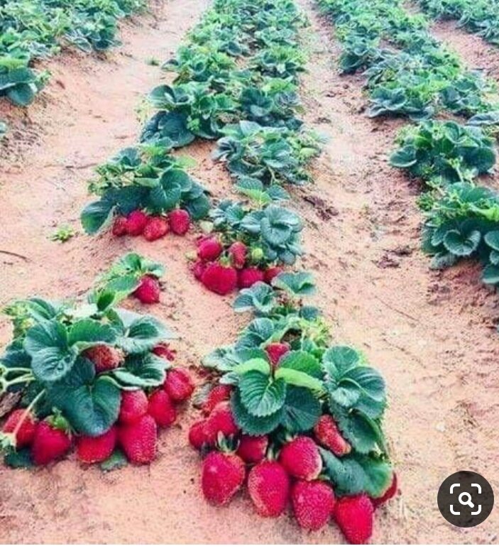 Strawberry's plant