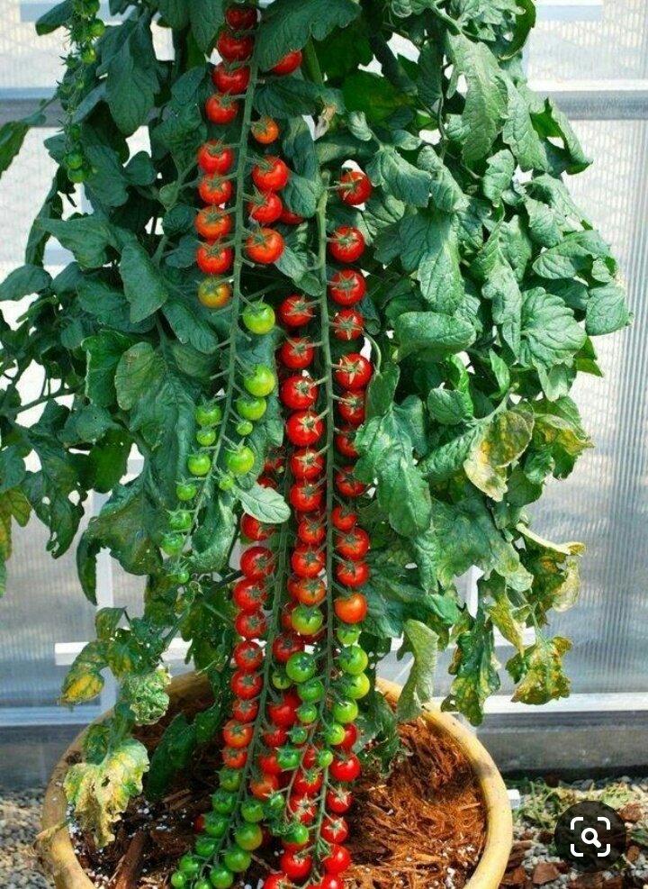 Cherry tomato's plant