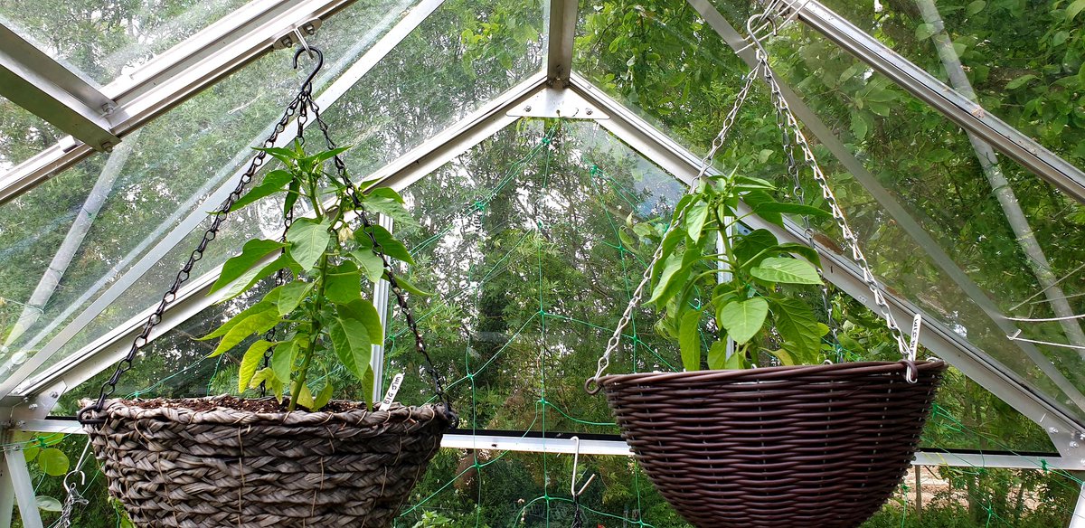 KellyWoodroffe's tweet photo. Today's windy garden adventure saw me potting up most of the Aji varieties and these 2 Big Jim into hanging baskets for the greenhouse #chillies #willbespicy #growingmyown Could really do with some more rain for the garden though https://t.co/41igP4tZDC
