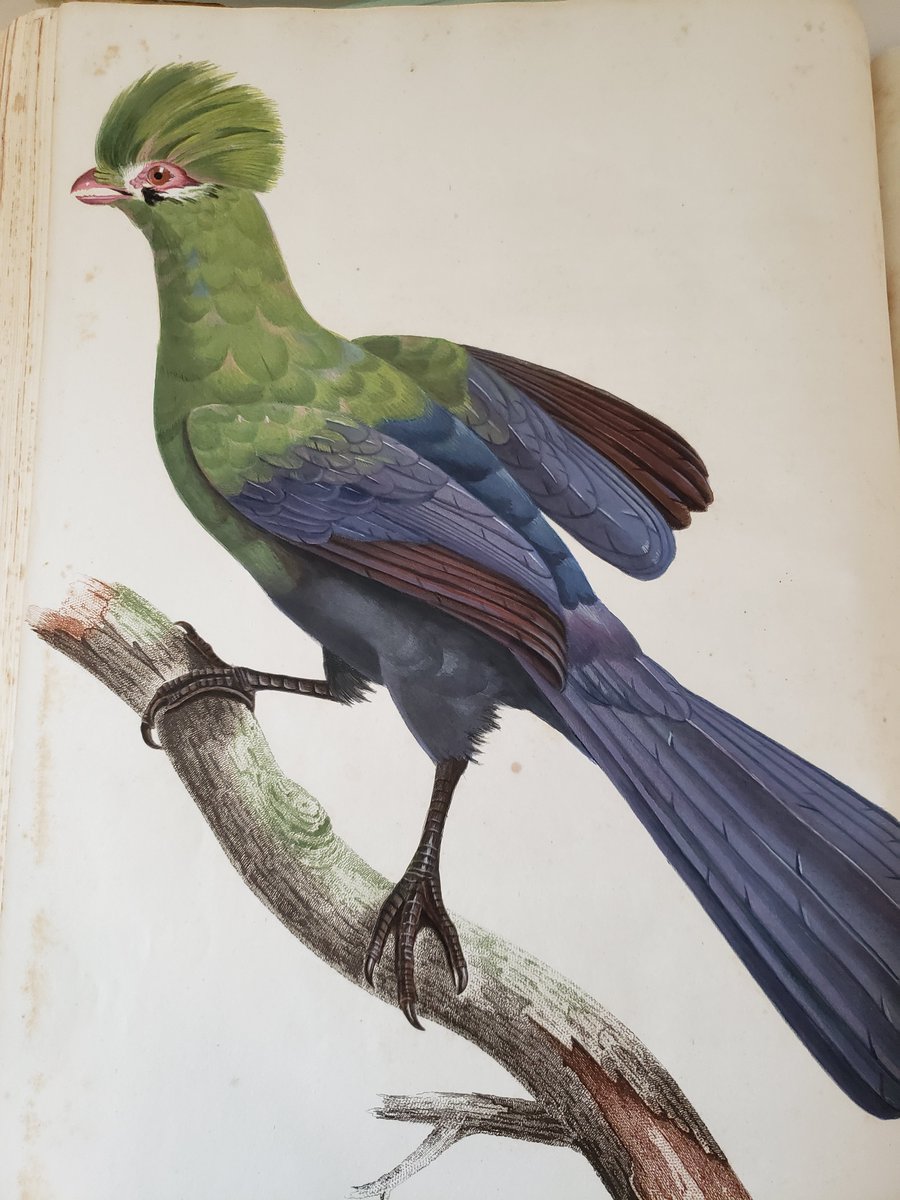 A true treasure from FDR's personal book collection. An avid bird lover FDR owned an amazing collection of ornithology books including all of Audubon. The man who inspired Audubon was Francois LeVaillant and here is a sample of his work, from 1807. (1/8)