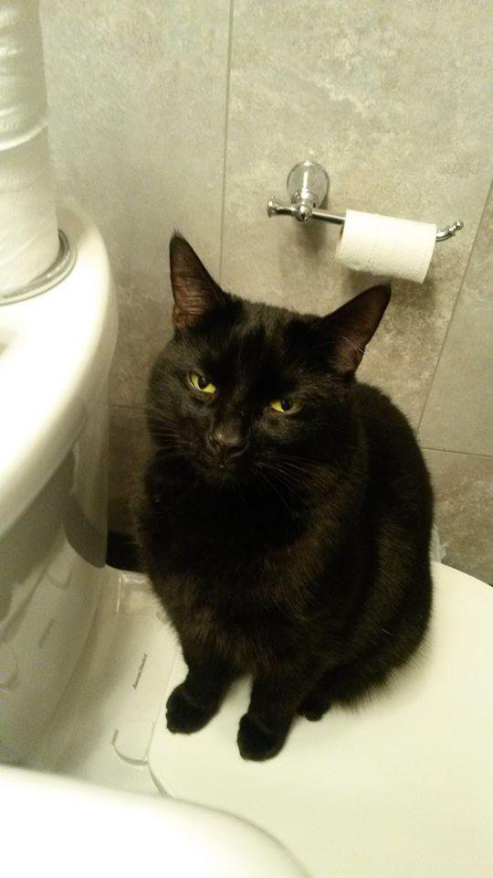 whisperingmind1's tweet photo. @SimonsCat Jock. https://t.co/nFFomgcXsT