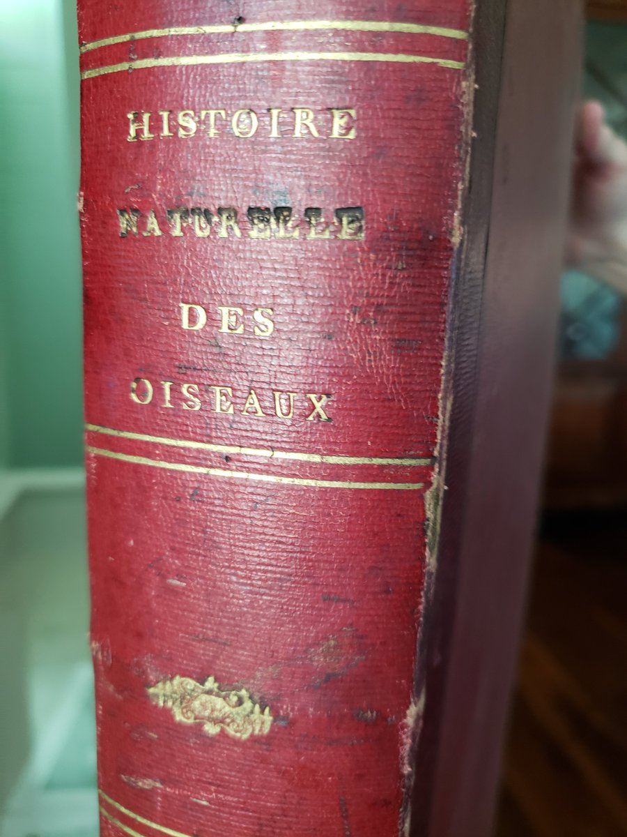 A true treasure from FDR's personal book collection. An avid bird lover FDR owned an amazing collection of ornithology books including all of Audubon. The man who inspired Audubon was Francois LeVaillant and here is a sample of his work, from 1807. (1/8)