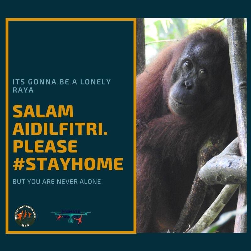 Primate Watch Malaysia tweet media