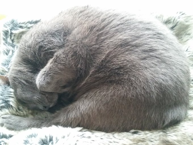 #Caturday https://t.co/JRqYbVN9Ng<a href="/tag/caturday"class="tags">#Caturday</a>