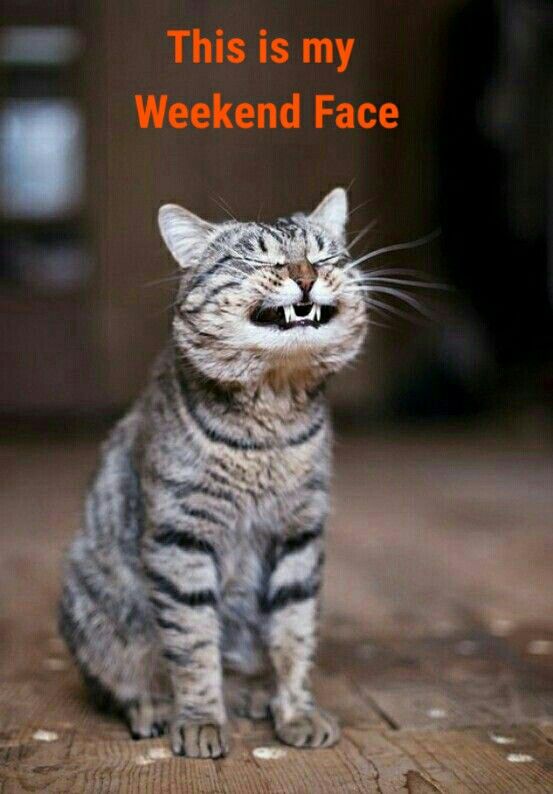 Happy Saturday! Have you got your weekend face on? 😺