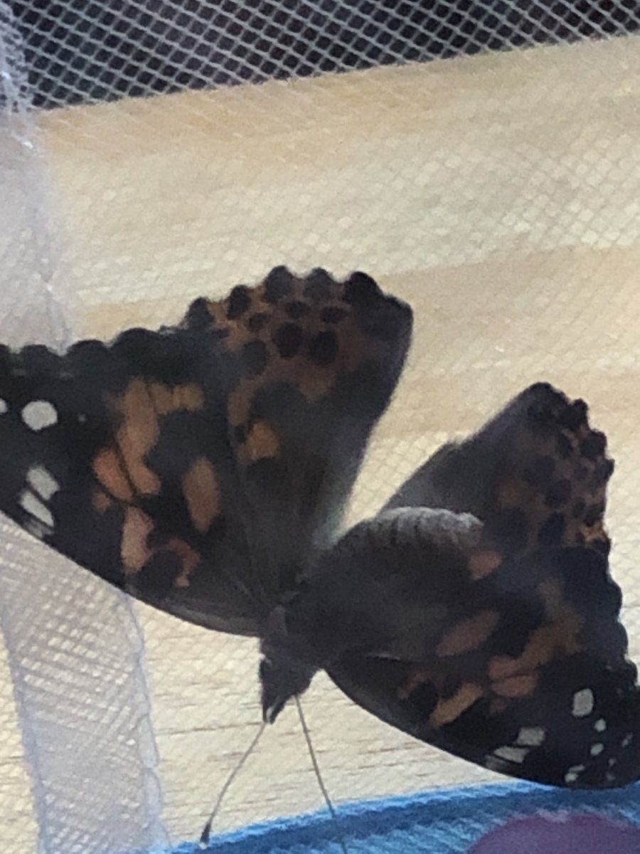 Our TK DL 🦋Butterfly Garden has been patiently waiting for 6 Painted Lady butterflies...One emerged last night!  I wish my students could come to the house to release them.🌺Luna is enjoying everything.🥰 Stay strong panthers! Miss you😘#pennpanthers <a href="/pennpanthers/">Penngrove Elementary</a> <a href="/MsSalazarTK/">Renna Salazar</a>