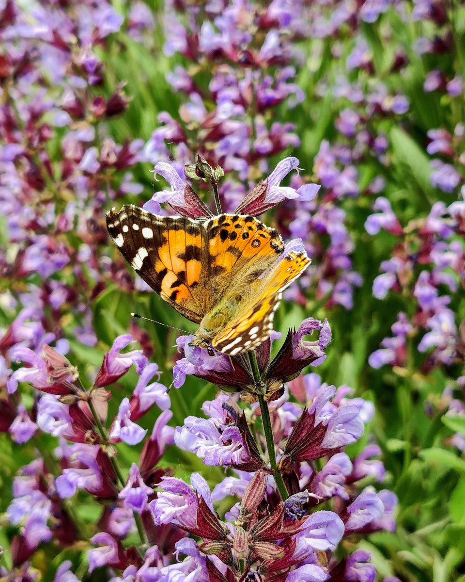 PinotAriel's tweet image. Enjoy this butterfly picture I took with my phone