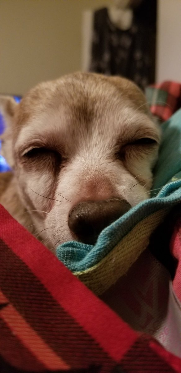 AnEarpCreampuff's tweet photo. My little peanut is 15 years young today. Vets said she wouldn't live past 10 because of her heart murmur but she proved them wrong. I cherish every moment more & more as the years pass. Here's to another one my little old lady. I love you. 🐕❤️🥰
#EarperPets #BestFriend https://t.co/AMtMwsVW4u