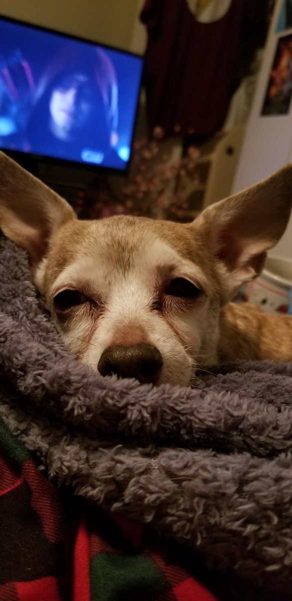 AnEarpCreampuff's tweet photo. My little peanut is 15 years young today. Vets said she wouldn't live past 10 because of her heart murmur but she proved them wrong. I cherish every moment more & more as the years pass. Here's to another one my little old lady. I love you. 🐕❤️🥰
#EarperPets #BestFriend https://t.co/AMtMwsVW4u