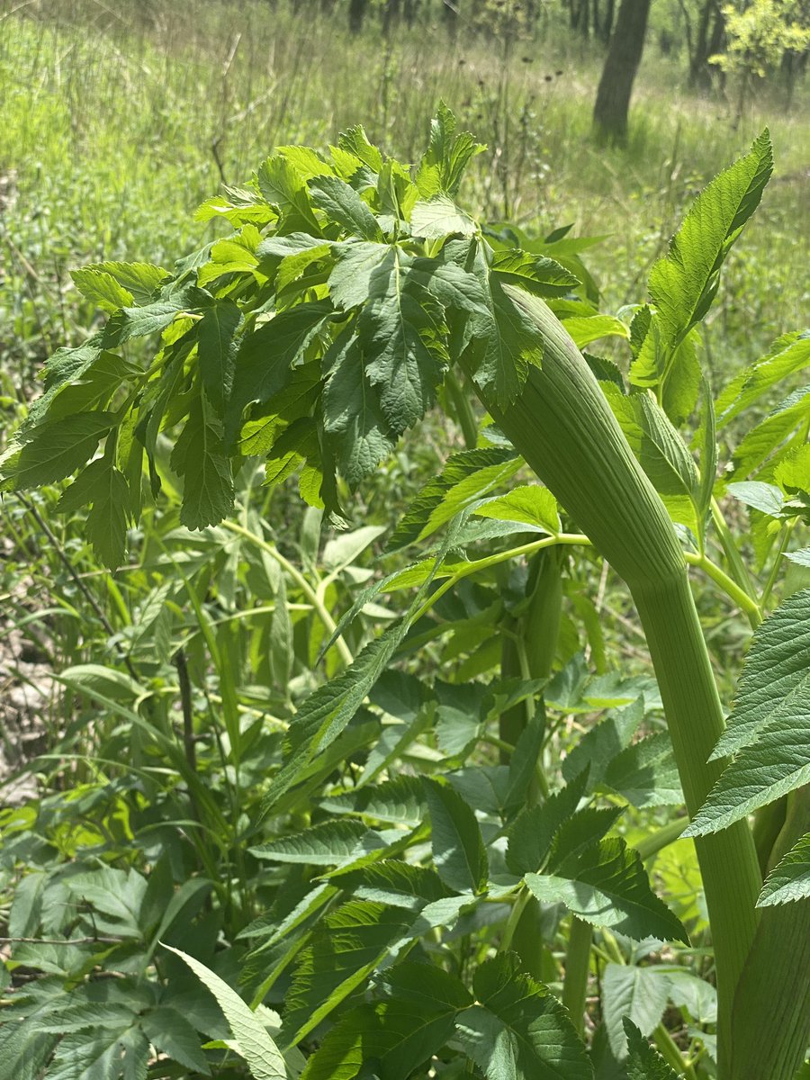 The  @inaturalist app tells me this plant is an angelica.