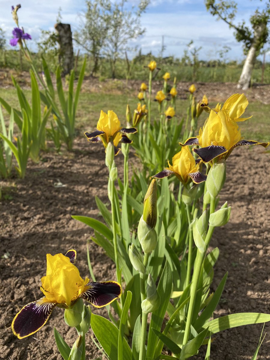 IrisesSeagate's tweet photo. MTB iris ‘bumblebee deelite’ looking sharp today! #wow #mtbiris #bumblebee #deelite #iris #irises #irislove #lincolnshire https://t.co/Q9lwv5XIOD