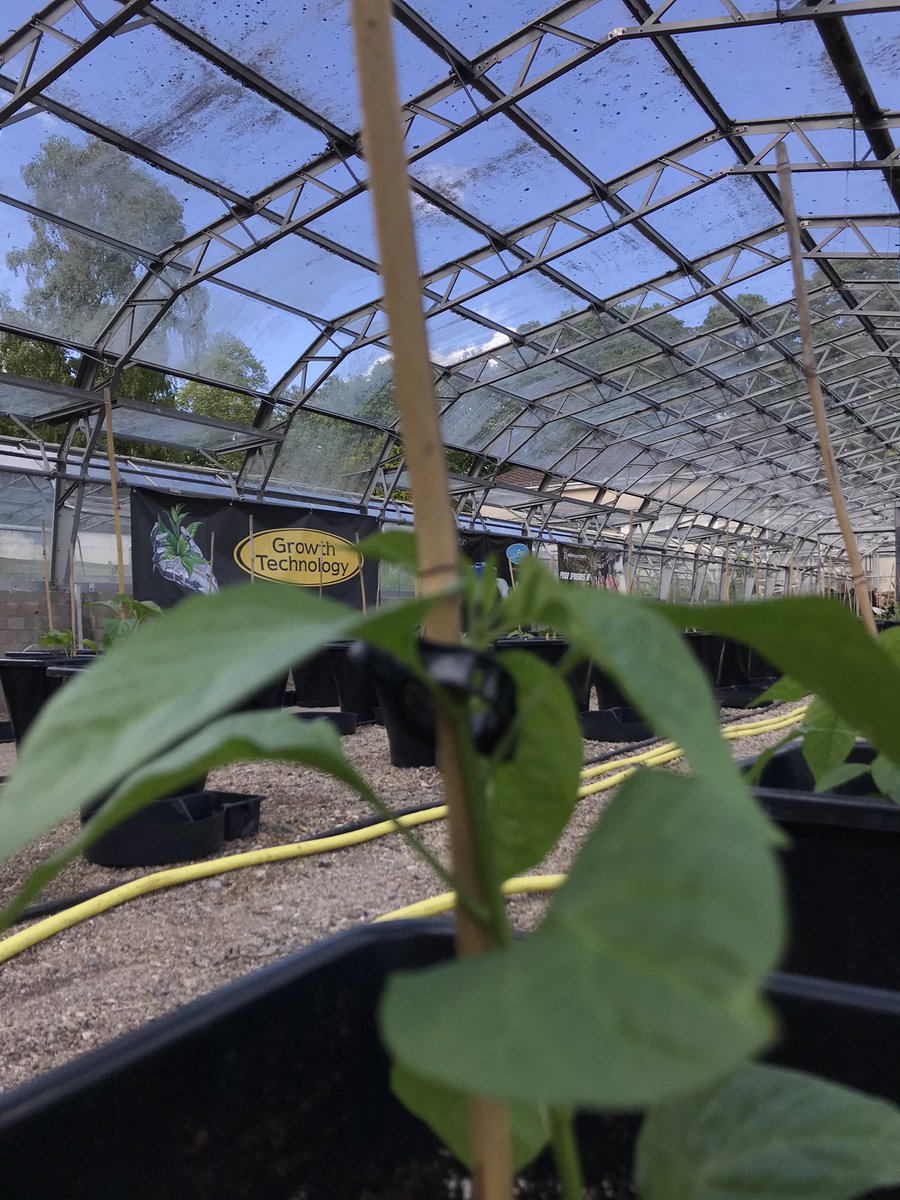 DevonChilliMan's tweet photo. Been waiting for a semi cloudy ⛅️ day to get the 🌶 #chilli plants 🌱 in and finally today was that day 😀 glasshouse No1 is kindly sponsored by @autopot_global &amp; @growthtechnology 
#devonscapedchillicrusader #dcm #devonchilliman #ifitainthotitaintdcm #growthtechnology #autopot https://t.co/YhpZeuqgcS