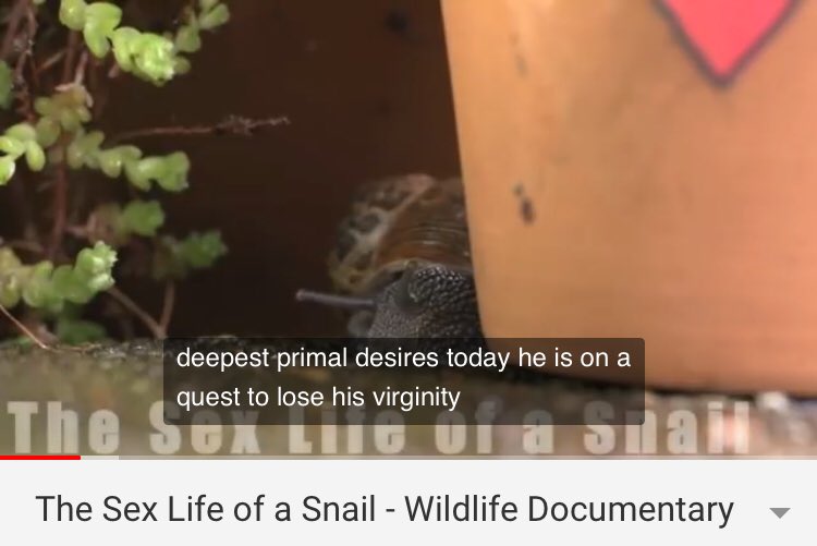 The Sex Life Of A Snail 