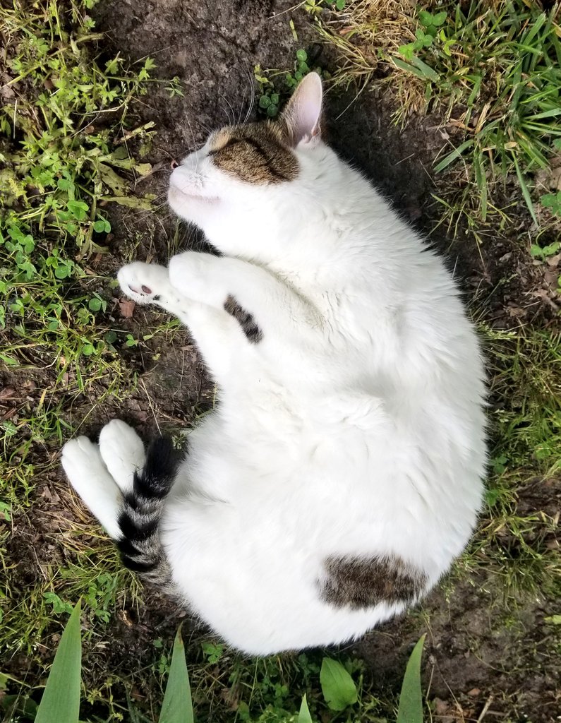 Amanda_MacLaren's tweet photo. Did you know that cats like to roll around in the mud, too? #WalkWithMe2020 @APSofDurham https://t.co/wlqeXCvh4E